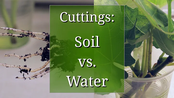 Plant Propagation by Cuttings in Water vs. Potting Soil - DayDayNews