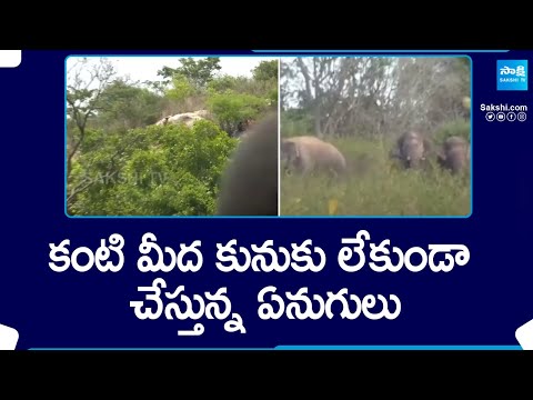 కంటి మీద కునుకు లేకుండా చేస్తున్న ఏనుగులు | Elephants Hulchul In Chittoor Kuppam | @SakshiTV - SAKSHITV