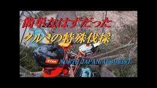 612.簡単なはずだった特殊伐採・クルミ - YouTube