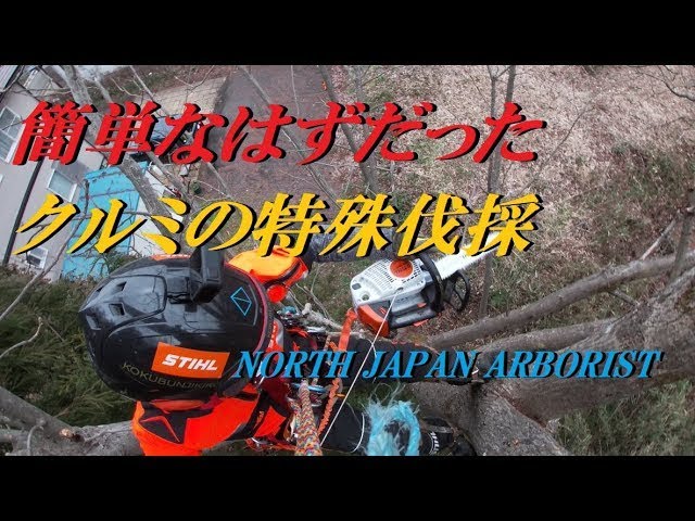 612.簡単なはずだった特殊伐採・クルミ - YouTube