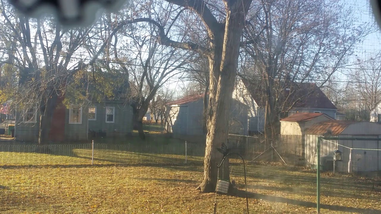 Squirrel Bungee Feeder Lots Of Fun Youtube
