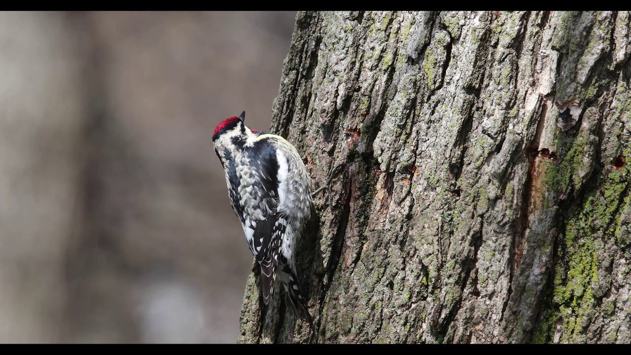 Yellow-bellied sapsucker feeding on sap