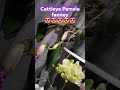 Cattleya Pamela fanney Осталось совсем немного подождать и она распустит свои огромные бутоны!!!