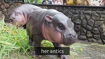 Meet Moo Deng: The Adorable Baby Hippo Taking the Internet by Storm!