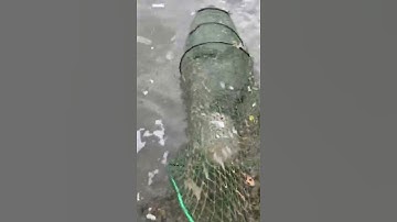 Câu cá Châu Á ngon nhất 🐟 | Kỹ thuật câu cá tuyệt vời 🐟 #shorts