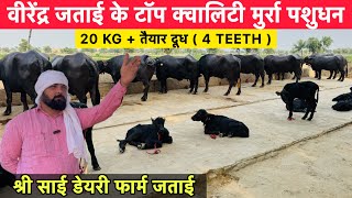 वीरेंद्र जताई के टॉप क्वालिटी मुर्रा पशुधन - 20 KG + तैयार दूध | श्री साई डेयरी फार्म