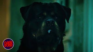 Attack Dog Doesn't Give up The Chase | Don't Breathe (2016) | Now Scaring