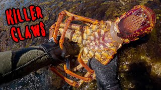 How NOT To Grab a Southern Rock Lobster!