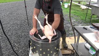 The easy way to process and butcher chicken