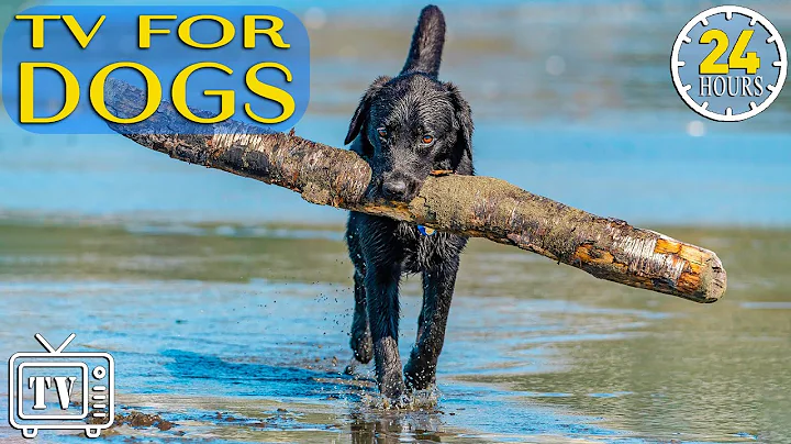 24 Hours Music for Dogs with Separation Anxiety: Dog TV & Boredom Busting Videos with Music for Dogs