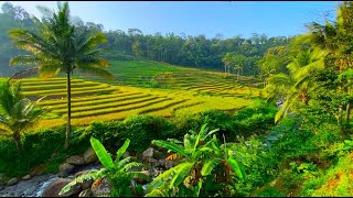 DESA  INDAH TENGAH SAWAH TEPI SUNGAI, PENGHASIL MINYAK CENGKEH