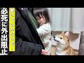 パパが外出すると知った時の柴犬と2歳児の反応が可愛すぎました笑