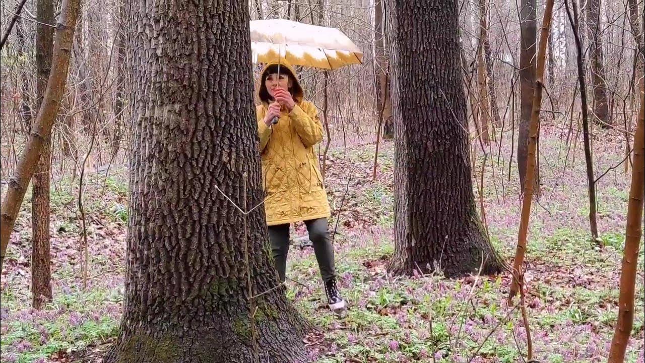 Горький апрель. Апрель в лесу песков. april forest.