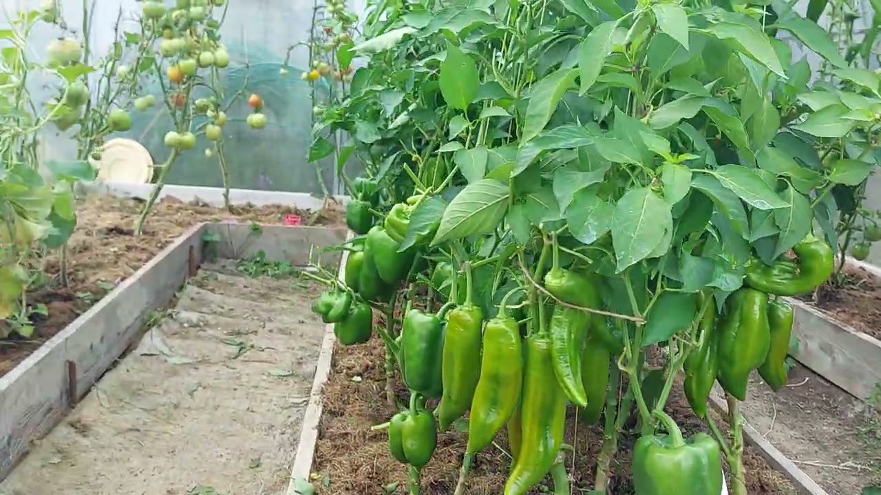 Наши 8,4 сотки🏡Небольшая пробежка по нашему участку🏡