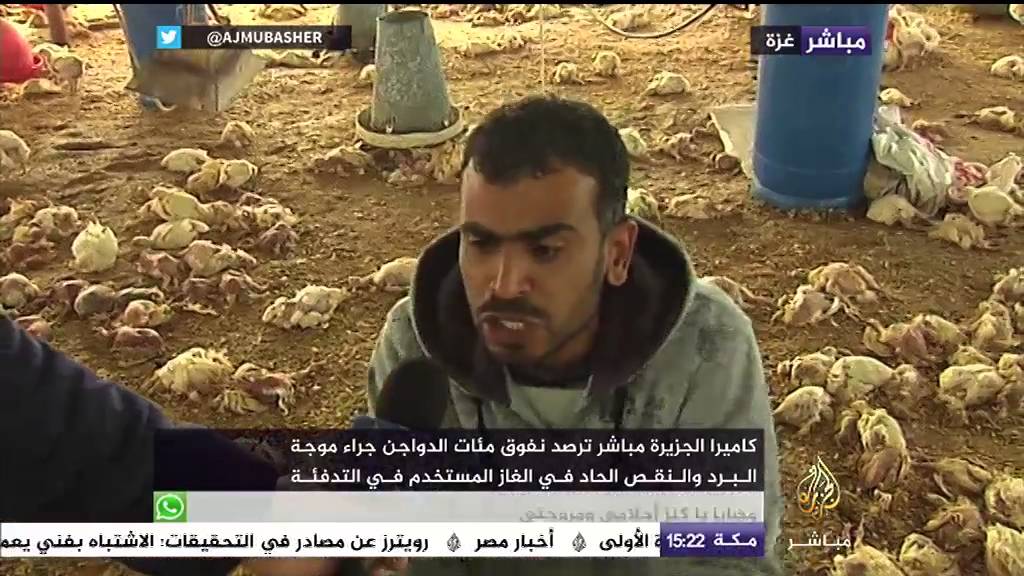موجات البرد ونقص الغاز تتسبب في نفوق مئات الدواجن بغزة