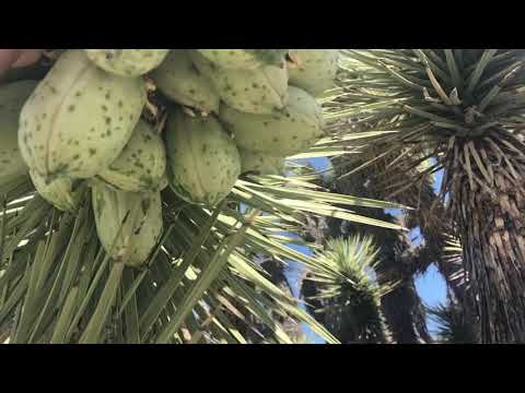 joshua-trees-are-blooming-with-edible-fruit-right-now!