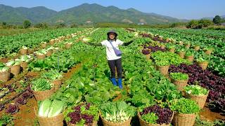 Relax with Harvesting Napa Cabbage, Purple & Green Lettuce, Bok Choy, Daikon, Eggplants...