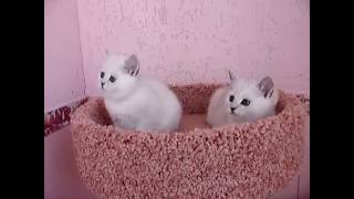 British Shorthair white kittens  Play Time