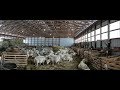 My Lambing Barn