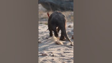 Aardvark Sound – Spinosha TV #shorts #animals