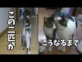 先住猫と新米猫が仲良くなるまで