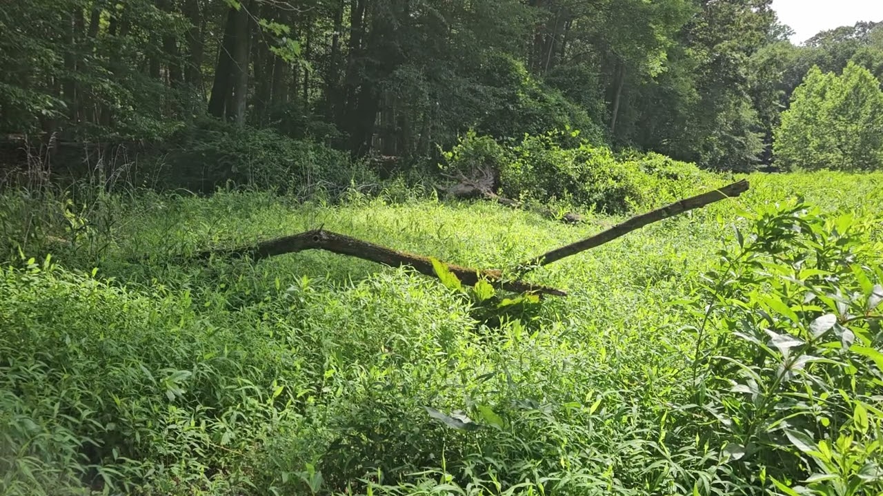 Tranquil Forest: Birds, Trees, and Plants in Nature