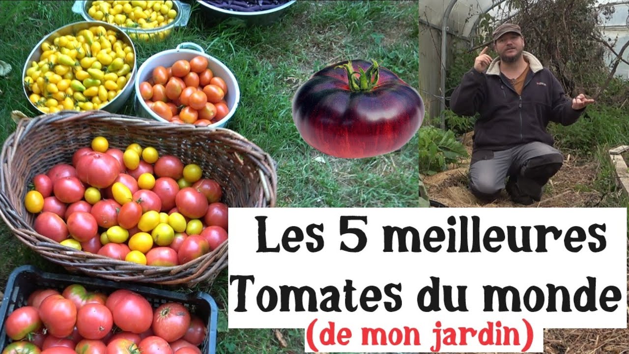 Les 5 Meilleures Tomates du Monde de mon jardin 