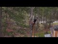 Cut pine tree , climbing