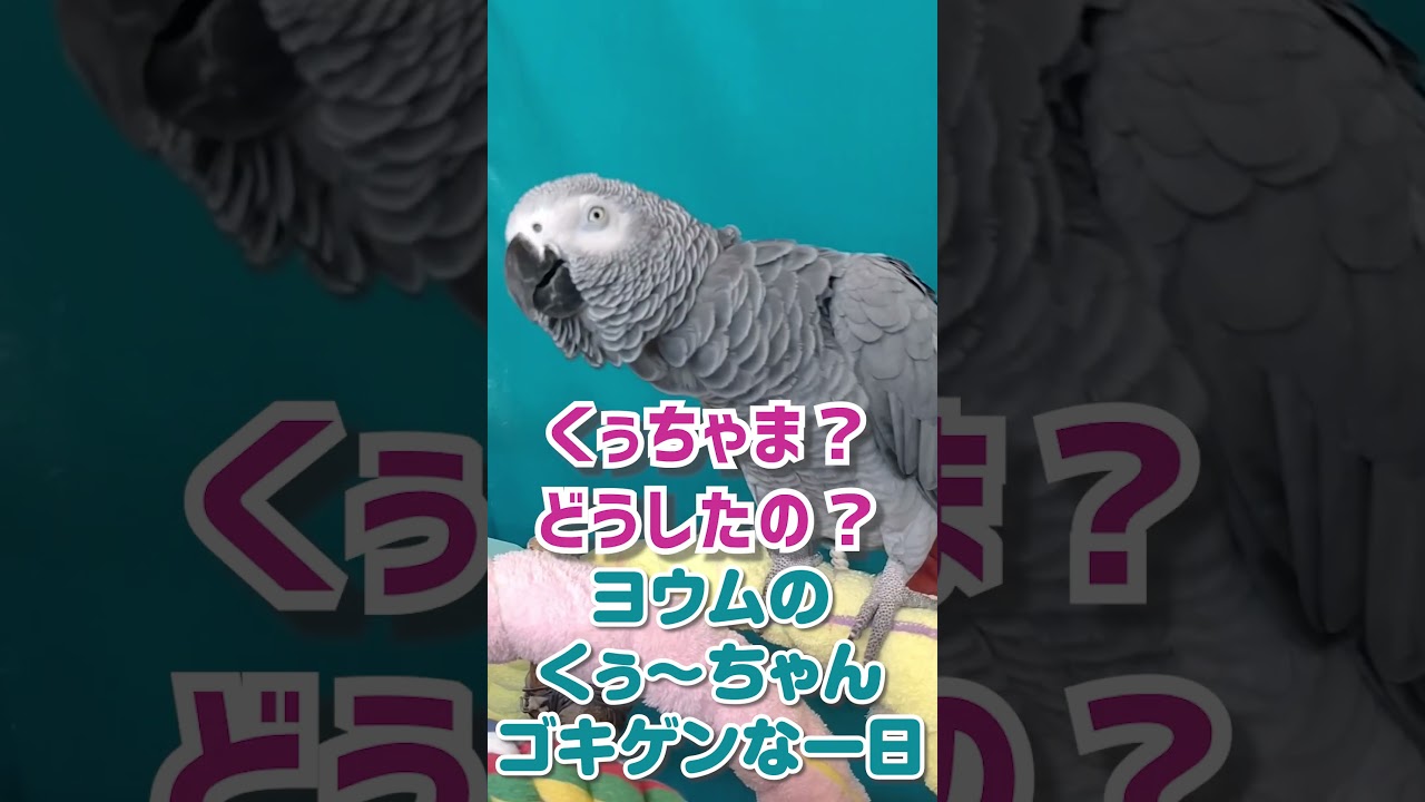 ヨウムのくぅ～ちゃん ごきげんな一日 #short - YouTube