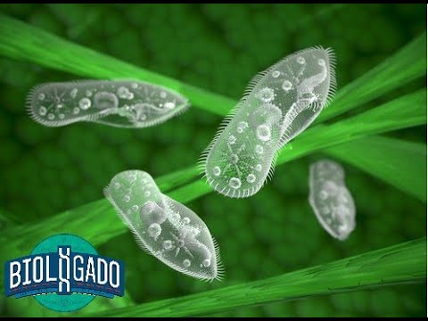 Vídeo: Diferença Entre Mitocôndrias E Cinetoplasto