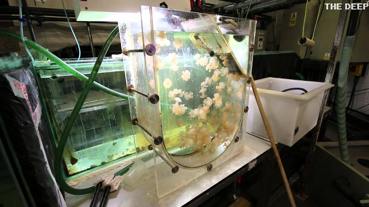 Lifecycle Of A Jellyfish TheDeepHull YouTube