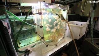 Life-cycle Of A Jellyfish | TheDeepHull