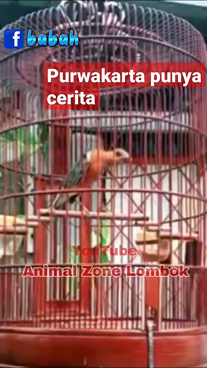 ANIS MERAH JUARA PURWAKARTA #animalzonelombok