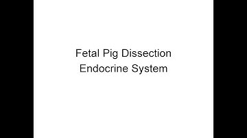 Fetal Pig Dissection - endocrine system