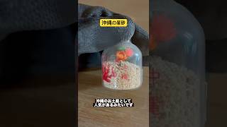 昭和の沖縄の星砂出てきた　#shorts