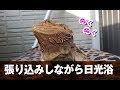【のんびり】フトアゴヒゲトカゲ☆おちょこさん日向ぼっこ Beardeddragon