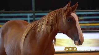 Assista no Global Equus international online