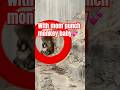 Punch monkey baby with mother