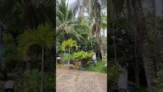 Срезание кокосов в отеле Palmira Resort MuiNe 09.06.35