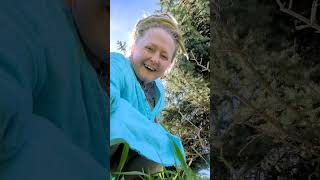 ✨ Let's Gathering Spruce Tips & Make a Tincture Together!🌿