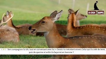 Sourat AL-KAHF (La Caverne) avec traduction en français -- سورة الكهف