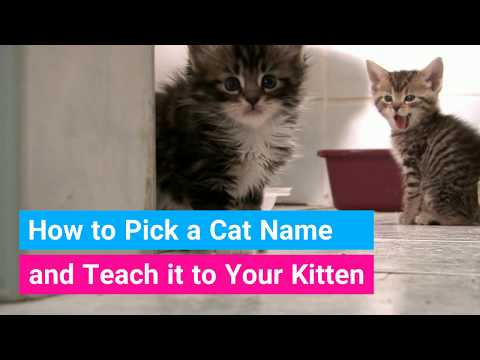 Video: How To Choose A Name For A Kitten