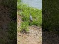 Yellow Crowned Heron - 8K