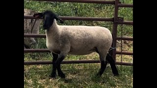 Ewe Seasons Bounty Farm Suffolks - Annual Production Sale - August 30Th, 2025.