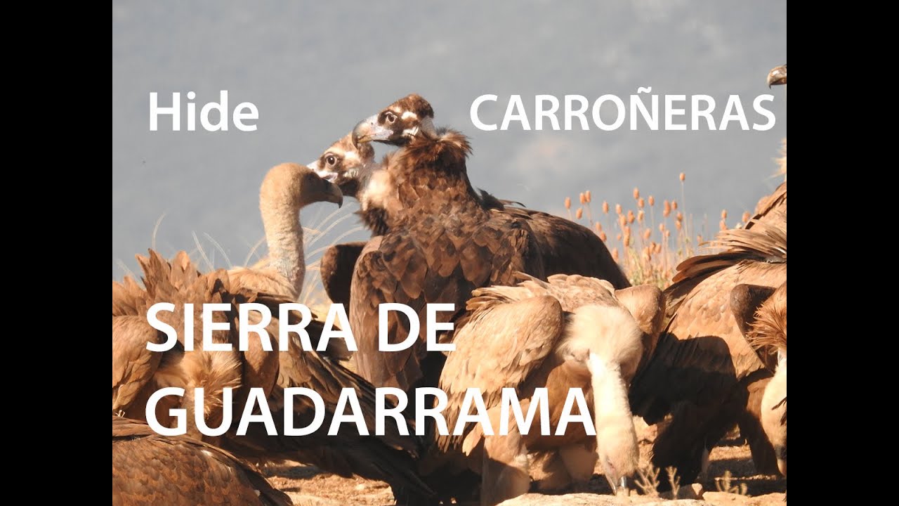 Hide de Carroñeras en la Sierra de Guadarrama