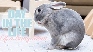 Day In The Life Of A Bunny Mom