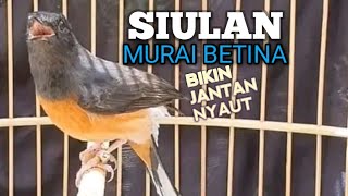 SUARA MURAI BATU BETINA memanggil jantan agar Emosi jadi NYAUT BUNYI BONGKAR MATERI ISIAN 