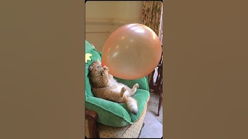 Cổng cưới Huỳnh Hoàn tp Bến tre Decor # Bến tre # shorts