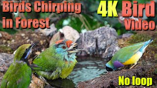 Cat TV | Dog TV! 4HRS of Soothing Birdbath with Birds Chirping for Separation Anxiety, No Loop! A146