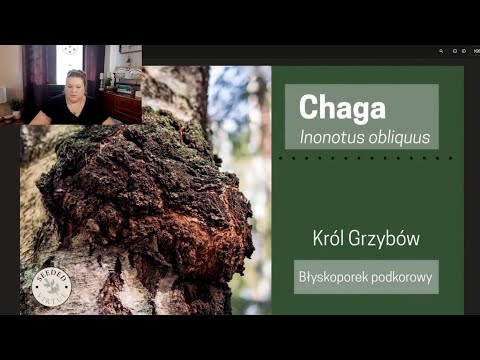 Chaga | King of Mushrooms | Antioxidant powerhouse | Ewelina Lisak